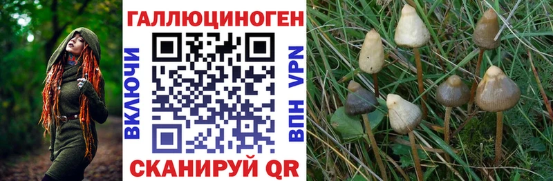 купить наркотики цена  Алатырь  Псилоцибиновые грибы Cubensis 